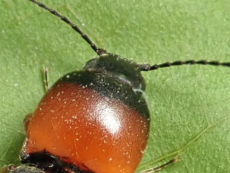 Elateridae: Cardiophorus anticus ? Sì.